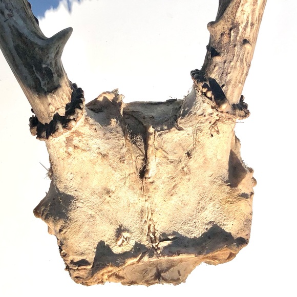 Deer Antlers - Picture 4 of 15